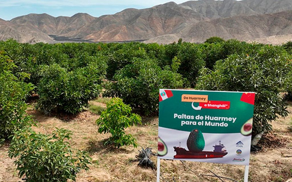 antamina-exportacion-de-palta