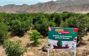 antamina-exportacion-de-palta
