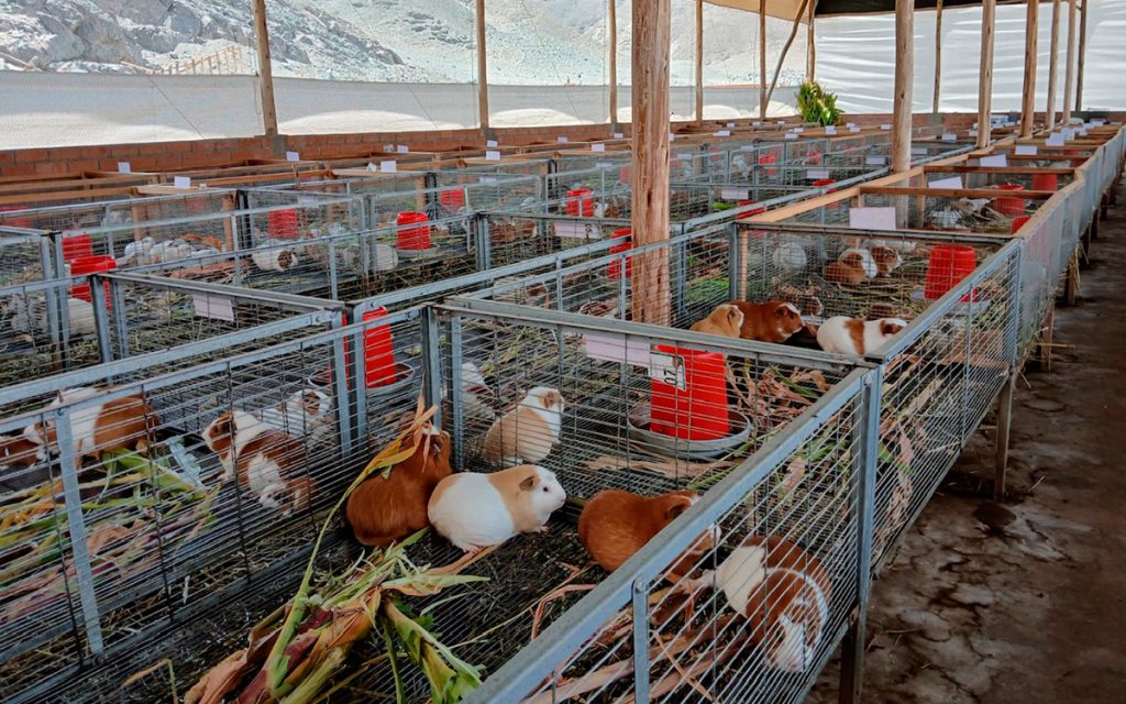 antamina-huarmey-ancash-cuyes